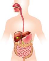 Sistema Digestório