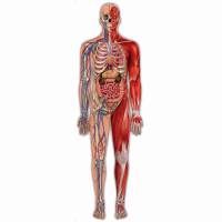 Tecido e Sistemas do Corpo Humano
