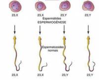 Espermatogênese