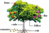 Memória das partes da planta.