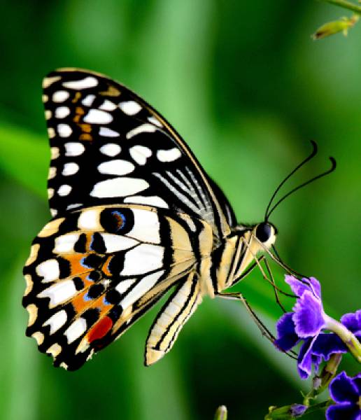 animal borboleta 