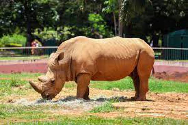 Animais  Monte o Rinoceronte - site efuturo.com.br