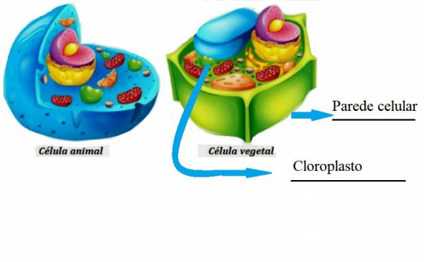 células  diferença entre celula humana e célula vegetal - site efuturo.com.br