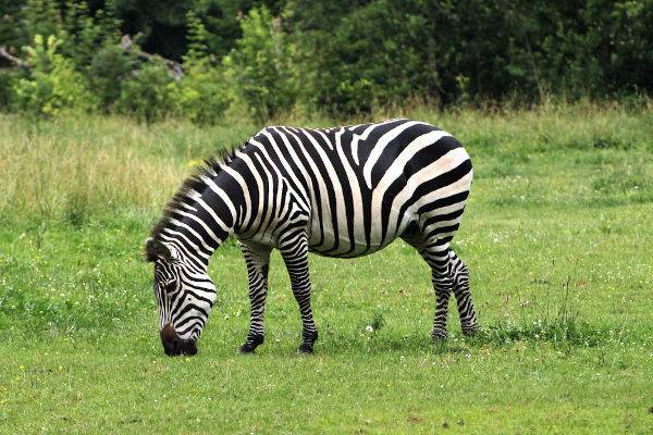 o amor da zebrinha 