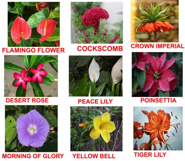 FLOWERS NAMES  Clique ou toque nos quadrinhos coloridos e descubra os nomes, em Inglês, de algumas flores. - site efuturo.com.br