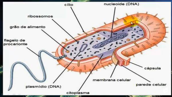 A estrutura da bacteria 