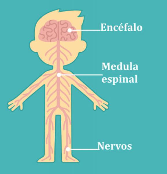 sistema nervoso  partes do sistema nervoso - site efuturo.com.br