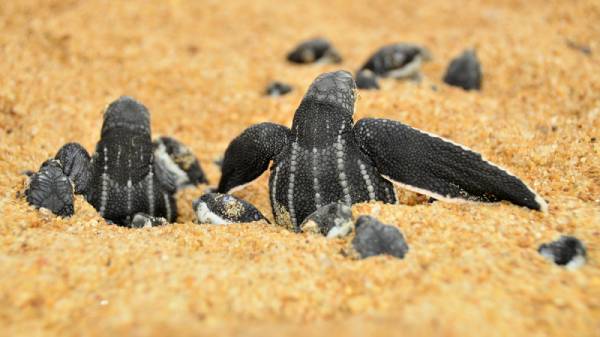 O aquecimento global e as Tartarugas Marinhas  Como o aquecimento global pode estar relacionado com a possível extinção das Tartarugas marinhas? - site efuturo.com.br