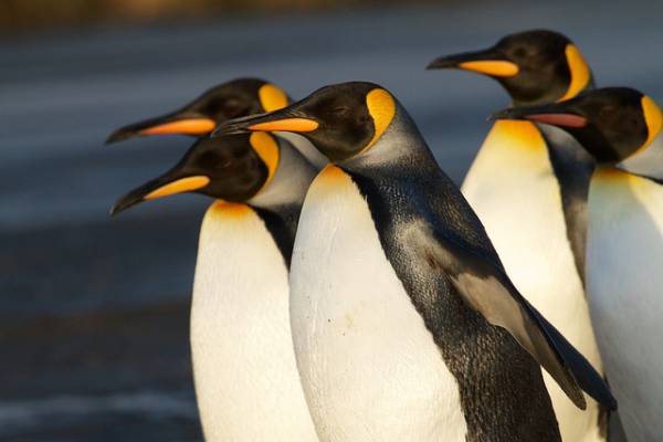 Memorizando os Pinguins!  Essa é uma divertida atividade para reconhecer e familiarizar um pouco mais os pinguins. Monte e brinque um pouco com o Pinguim-rei. - site efuturo.com.br