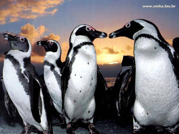 Memorizando os Pinguins! 