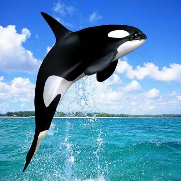 orca 