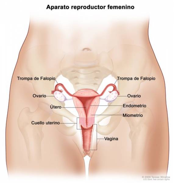Sistema Reprodutor feminino 