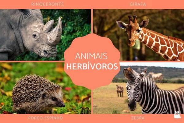 Animais Herbívoros 