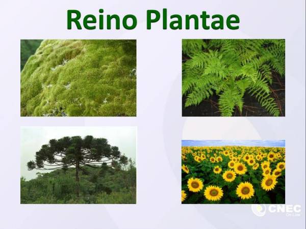 Características Reino Plantae 