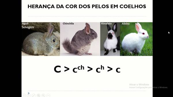 pelagem em coelhos   - site efuturo.com.br