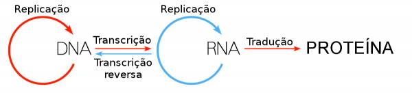 Dogma central  Biologia molecular - site efuturo.com.br