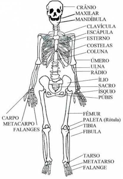 anatomia  o esqueleto humano - site efuturo.com.br