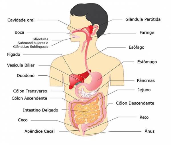 Sistema Digestório  Você sabe onde fica cada órgão do sistema digestório? - site efuturo.com.br