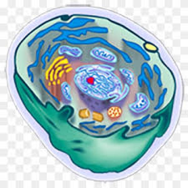 Célula  A célula eucarionte é aquela que possui núcleo. - site efuturo.com.br