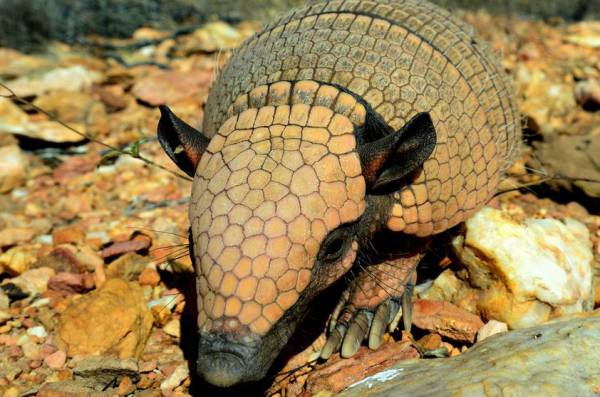 ANIMAIS DA CAATINGA 