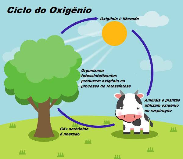 CICLO DO OXIGÊNIO  FIXAR CONTEÚDO - site efuturo.com.br